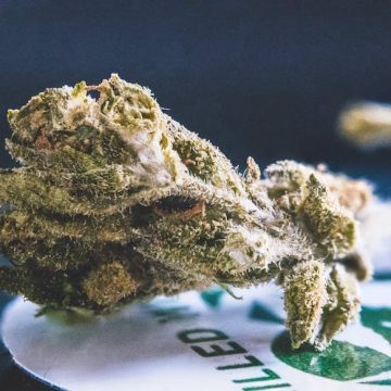 Kolekcjonerskie nasiona marihuany – czym są?