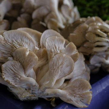 Jak wprowadzić grzyby terapeutyczne i grzyby witalne do swojej diety?