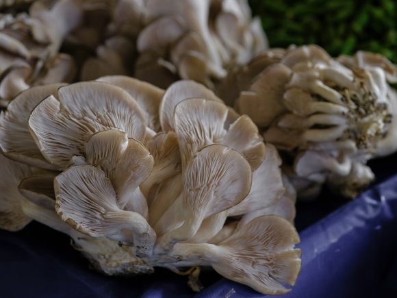 Jak wprowadzić grzyby terapeutyczne i grzyby witalne do swojej diety?